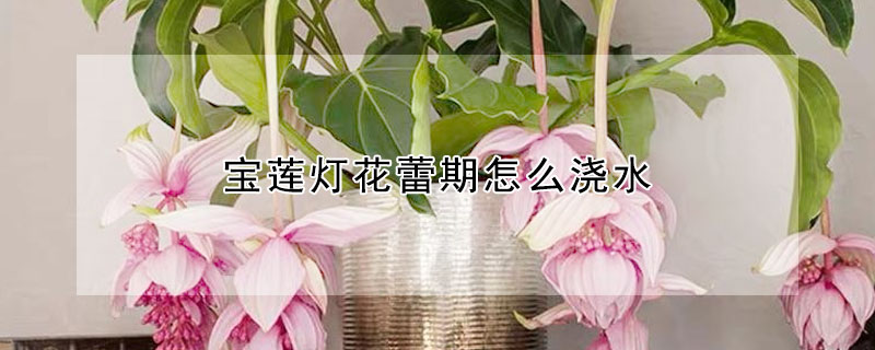 宝莲灯花蕾期怎么浇水