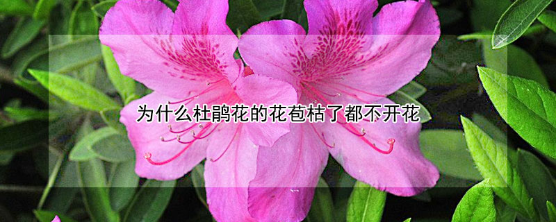 为什么杜鹃花的花苞枯了都不开花