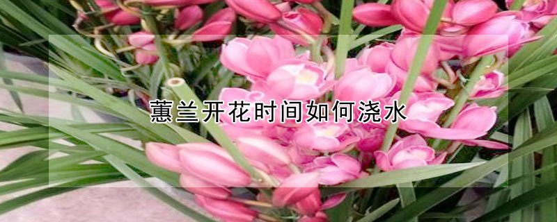 蕙兰开花时间如何浇水