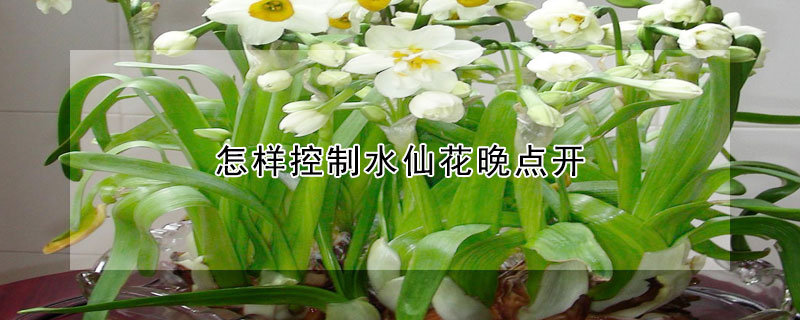 怎样控制水仙花晚点开