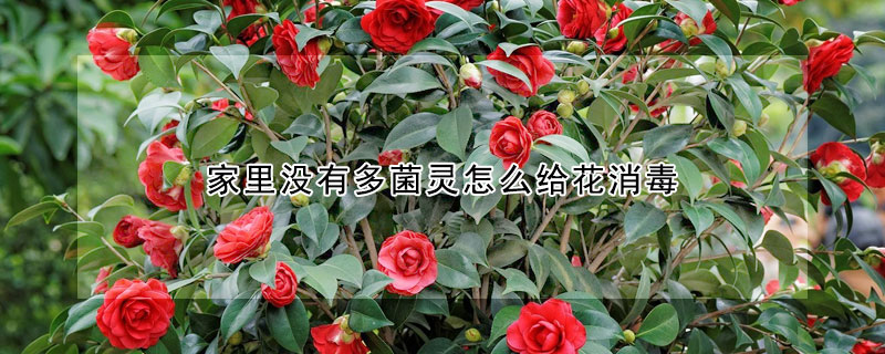 家里没有多菌灵怎么给花消毒 发财农业网