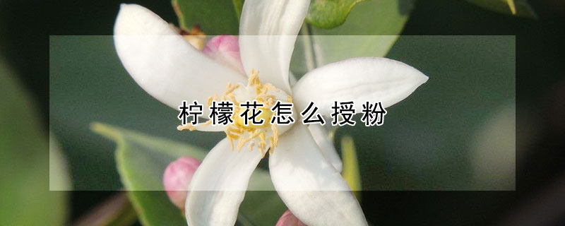 柠檬花怎么授粉