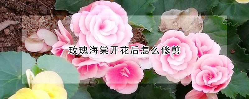 玫瑰海棠开花后怎么修剪