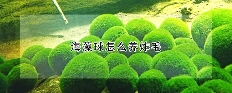 海藻球怎么养炸毛