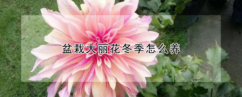 盆栽大丽花冬季怎么养