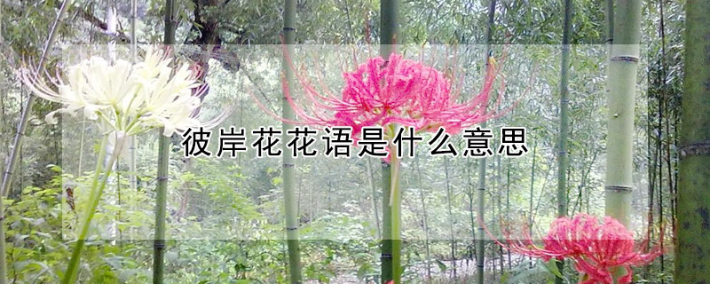 彼岸花花语是什么意思