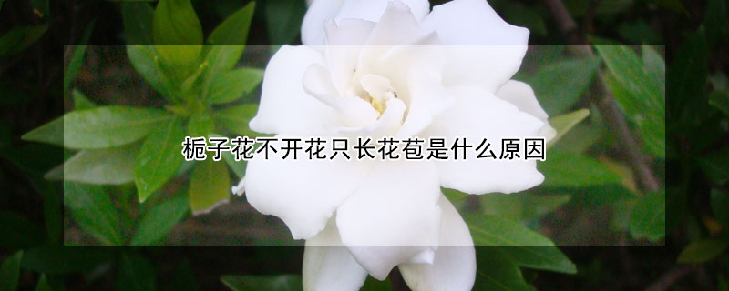 栀子花不开花只长花苞是什么原因