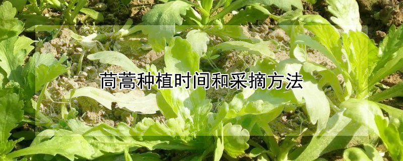 茼蒿种植时间和采摘方法