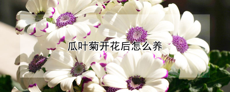 瓜叶菊开花后怎么养