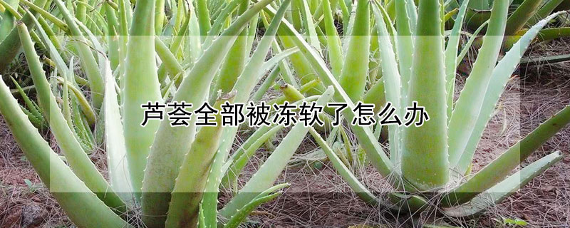 芦荟全部被冻软了怎么办