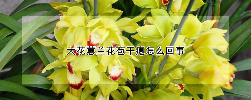 大花蕙兰花苞干瘪怎么回事