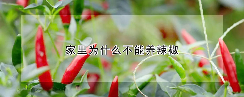 家里为什么不能养辣椒