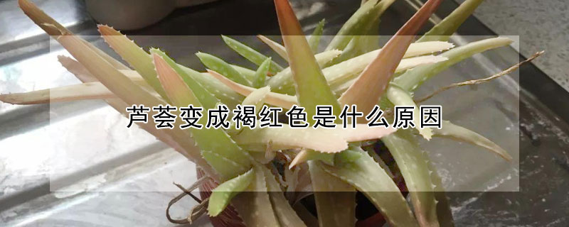 芦荟变成褐红色是什么原因