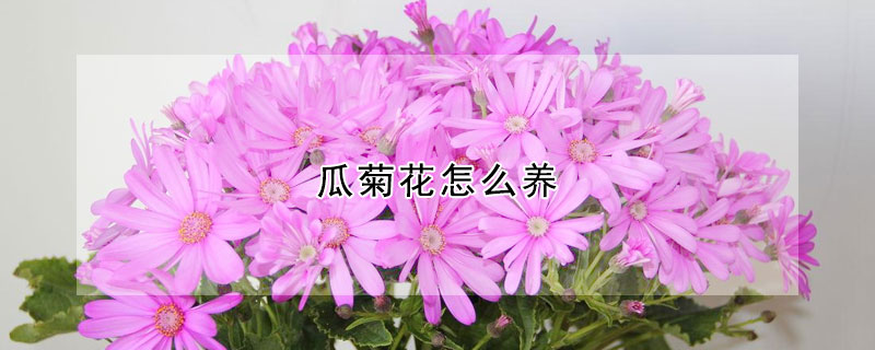 瓜菊花怎么养