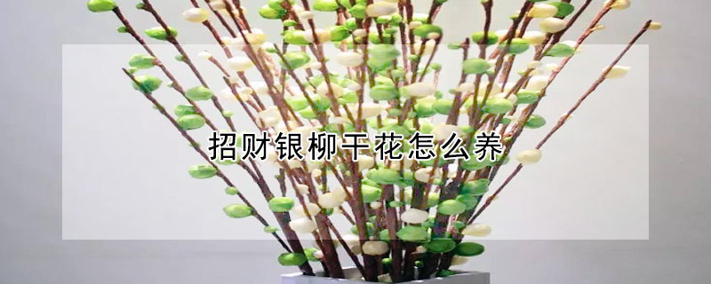 招财银柳干花怎么养