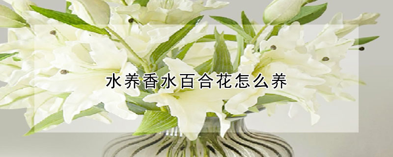 水养香水百合花怎么养