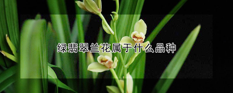 绿翡翠兰花属于什么品种