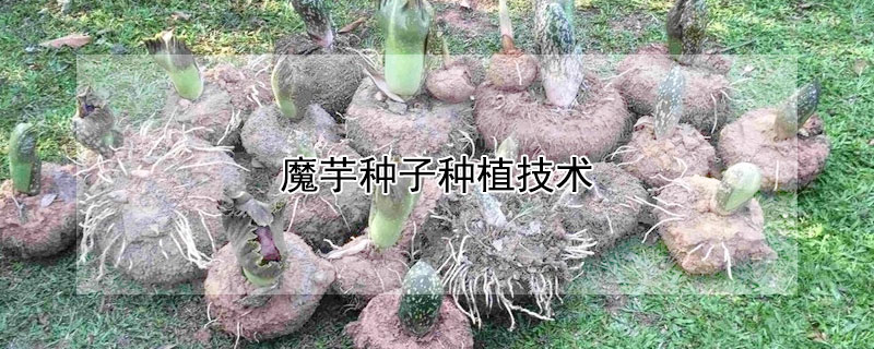 魔芋种子种植技术