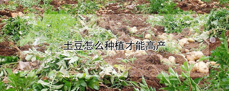 土豆怎么种植才能高产