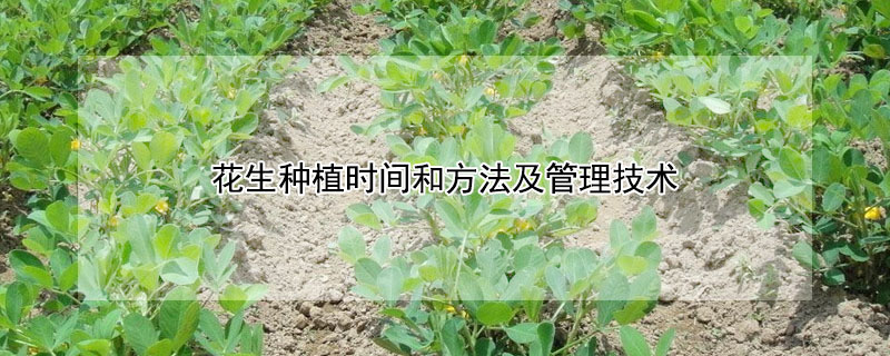 花生种植时间和方法及管理技术