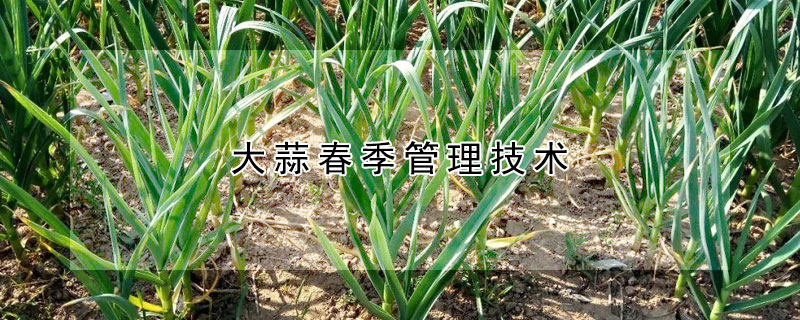 大蒜春季管理技术 —【发财农业网】 