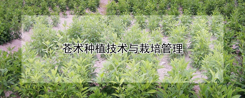 苍术种植技术与栽培管理