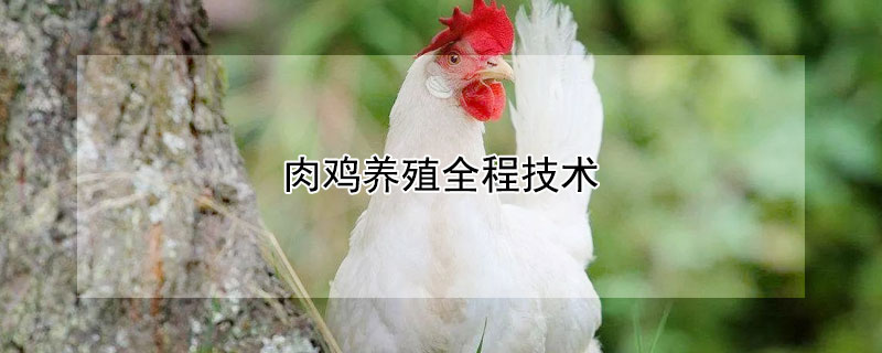 肉鸡养殖全程技术