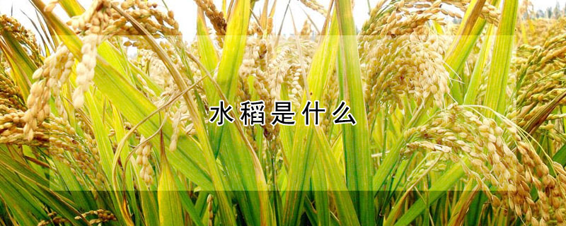 水稻是什么