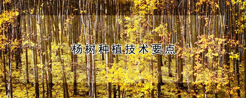 杨树种植技术要点