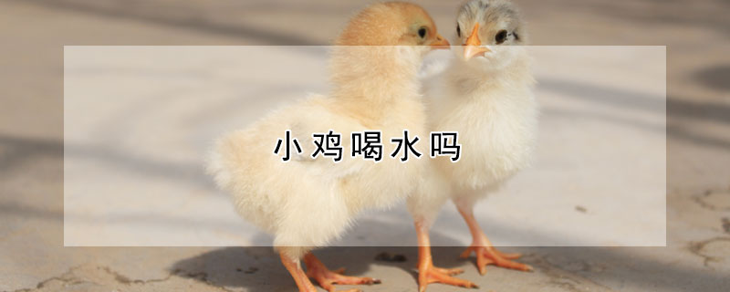 小鸡喝水吗