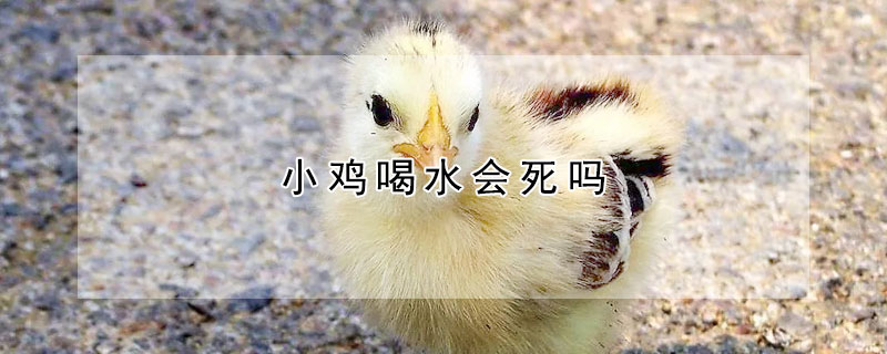 小鸡喝水会死吗