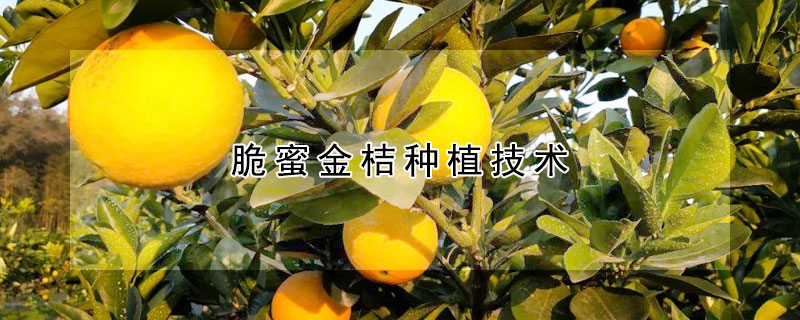 脆蜜金桔种植技术