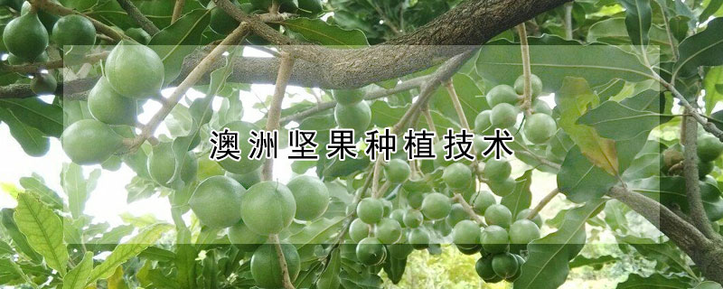 澳洲坚果种植技术