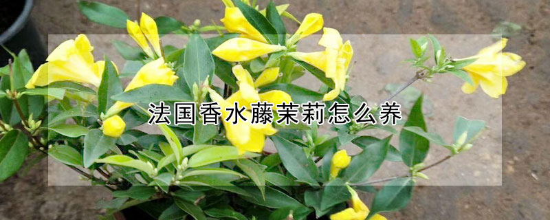 法国香水藤茉莉怎么养