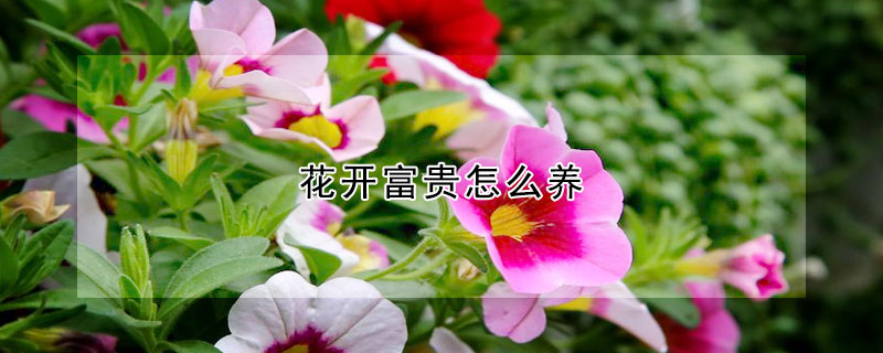 花开富贵怎么养