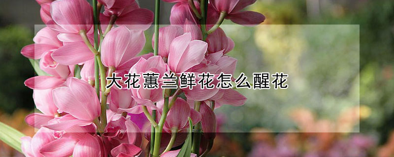 大花蕙兰鲜花怎么醒花