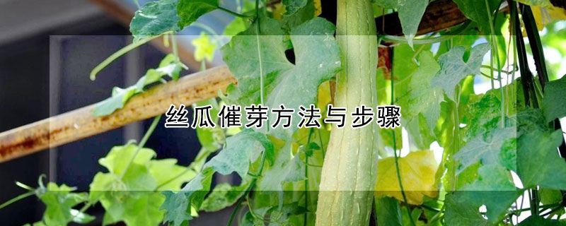 丝瓜催芽方法与步骤