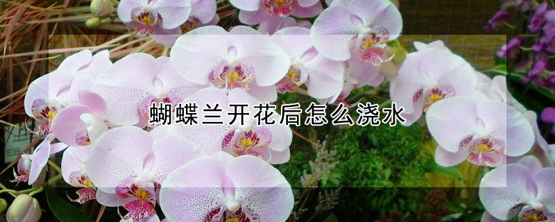 蝴蝶兰开花后怎么浇水