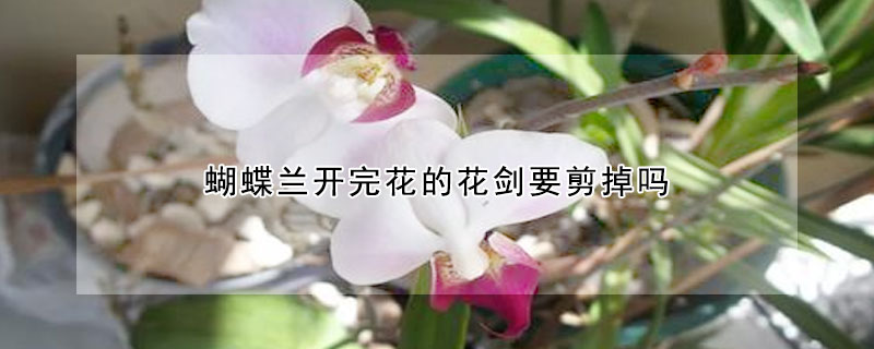 蝴蝶兰开完花的花剑要剪掉吗