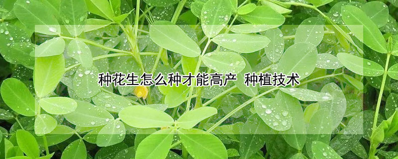 种花生怎么种才能高产 种植技术