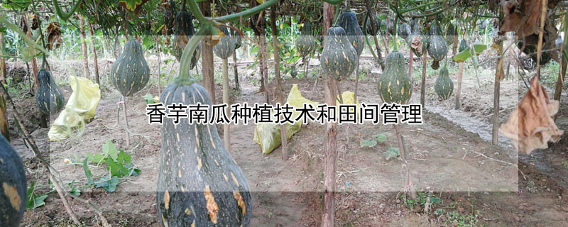 香芋南瓜种植技术和田间管理