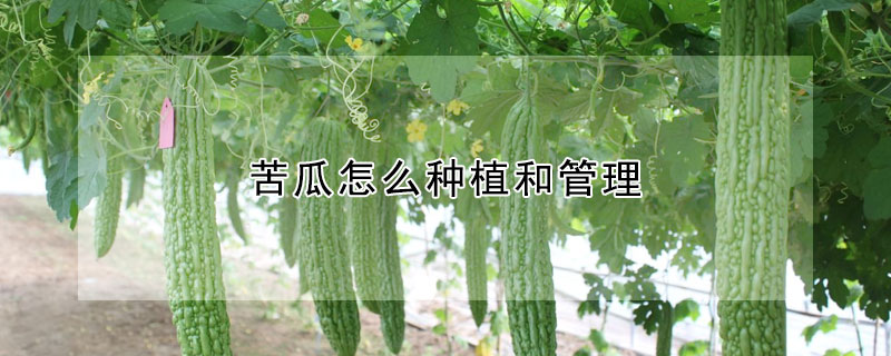 苦瓜怎么种植和管理