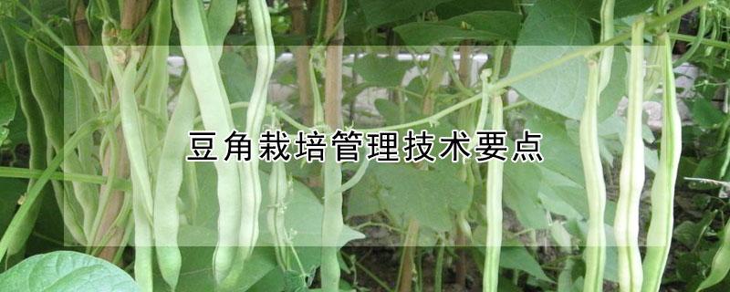 豆角栽培管理技术要点