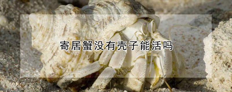 寄居蟹没有壳子能活吗