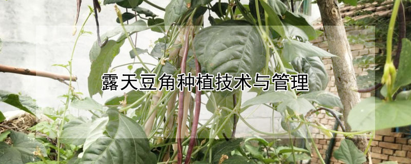 露天豆角种植技术与管理