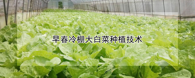 早春冷棚大白菜种植技术