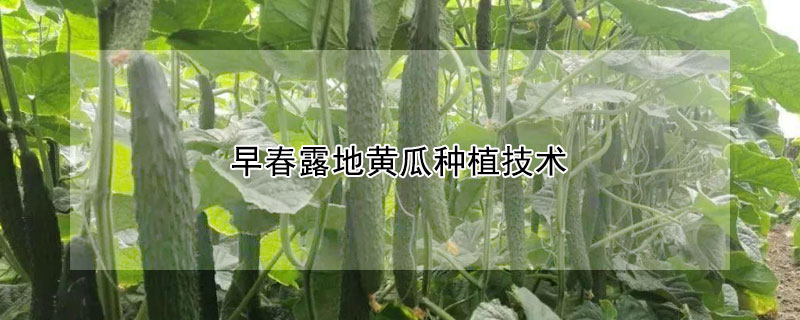 早春露地黄瓜种植技术