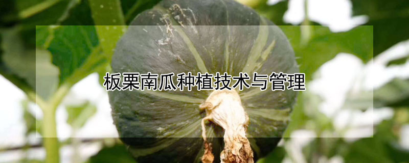 板栗南瓜种植技术与管理