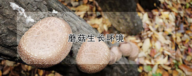 蘑菇生长环境
