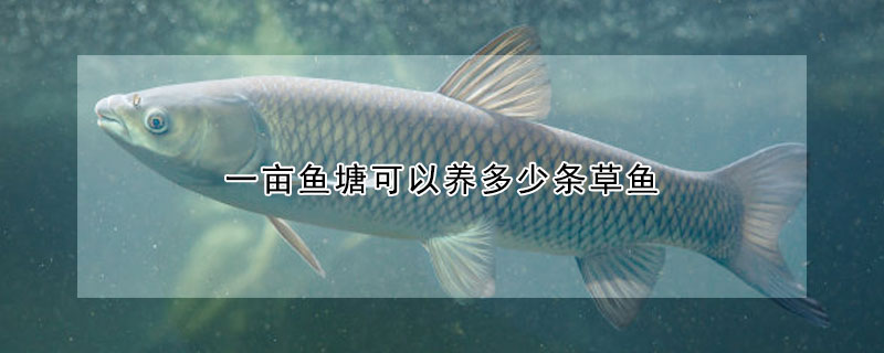 一亩鱼塘可以养多少条草鱼